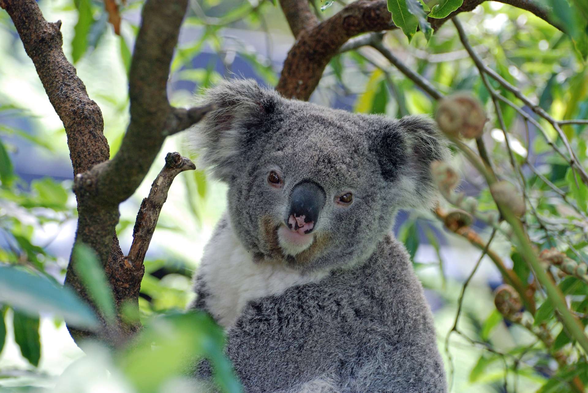 Australie : l'incroyable geste d'une femme pour sauver un koala