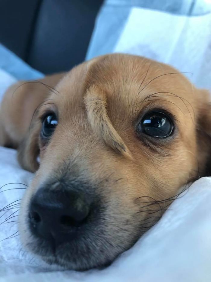 Ce chiot est né avec une deuxième queue sur le front