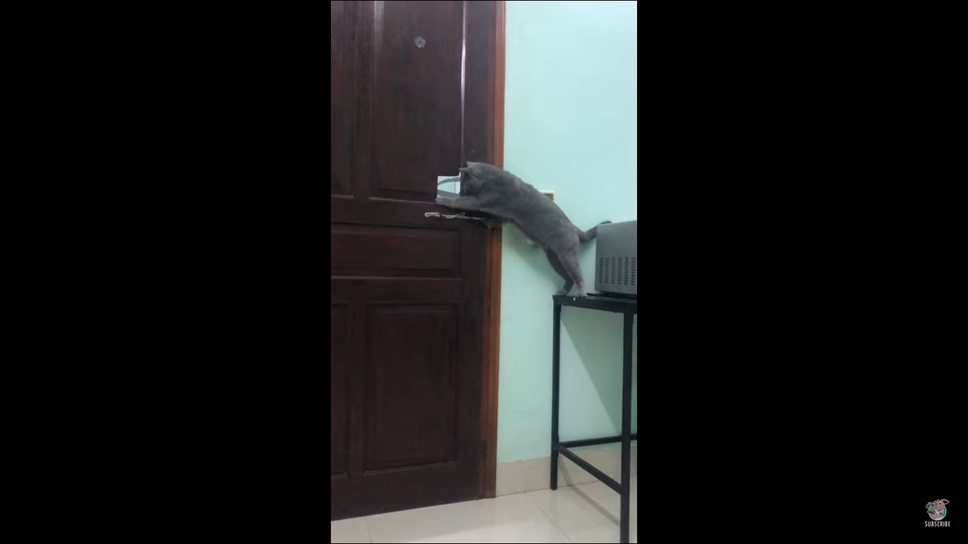 Incroyable ! Ce chat parvient à déverrouiller une porte