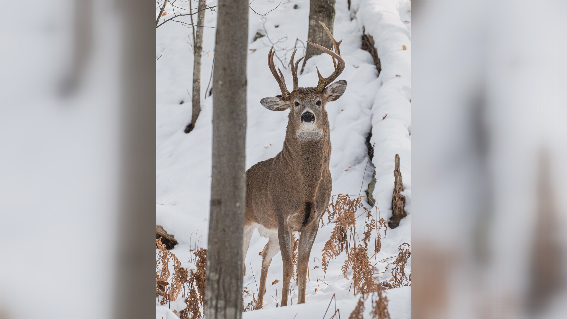 Le cliché incroyable d'un animal très rare