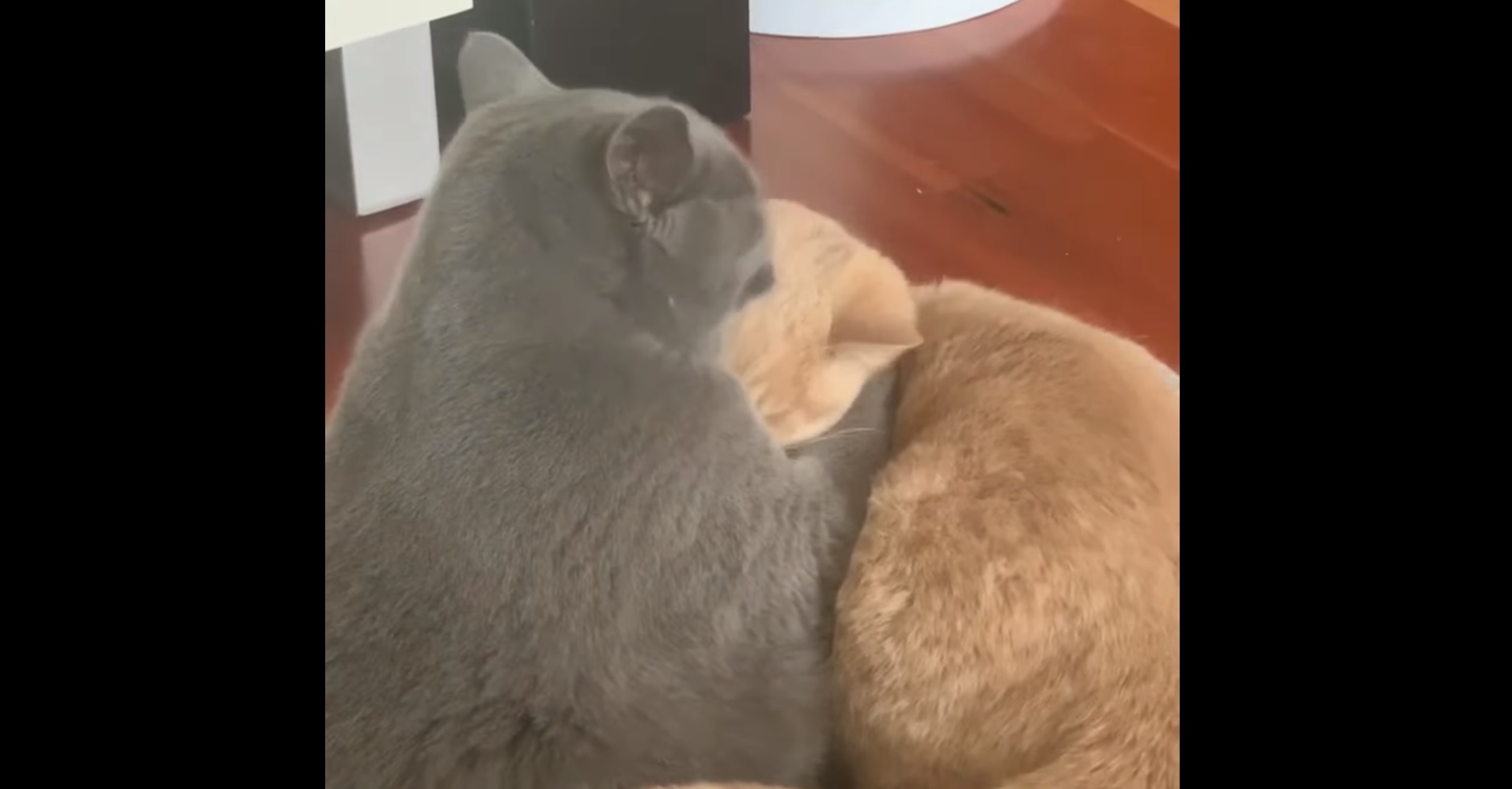 Moment tendresse : deux chats se font un gros câlin !