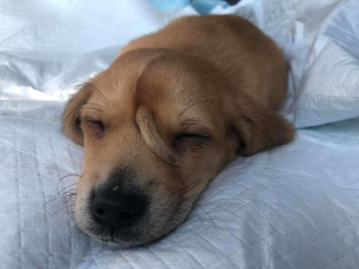 Ce chiot est né avec une deuxième queue sur le front