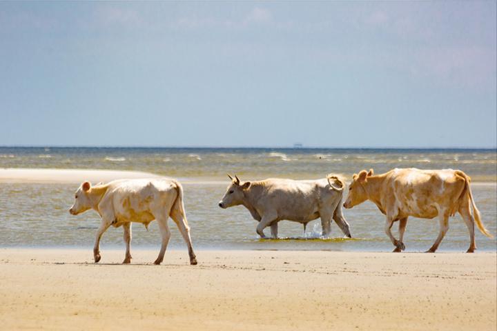Trois vaches emportées par l’ouragan Dorian retrouvées vivantes... sur une île déserte