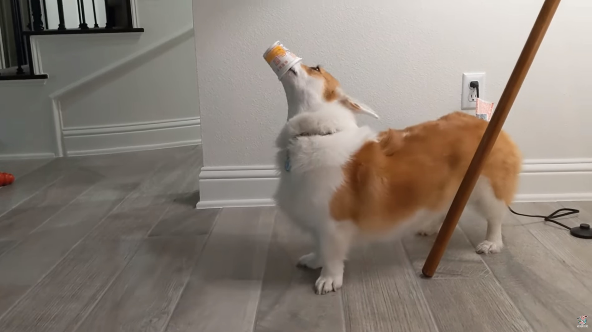 Un corgi un tout petit peu trop gourmand