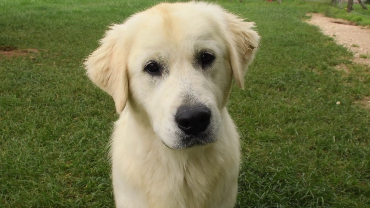 Ce golden retriever est le meilleur pour décorer un sapin