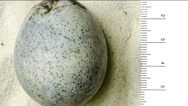 Oups, des archéologues ont cassé trois œufs vieux de 1.700 ans !