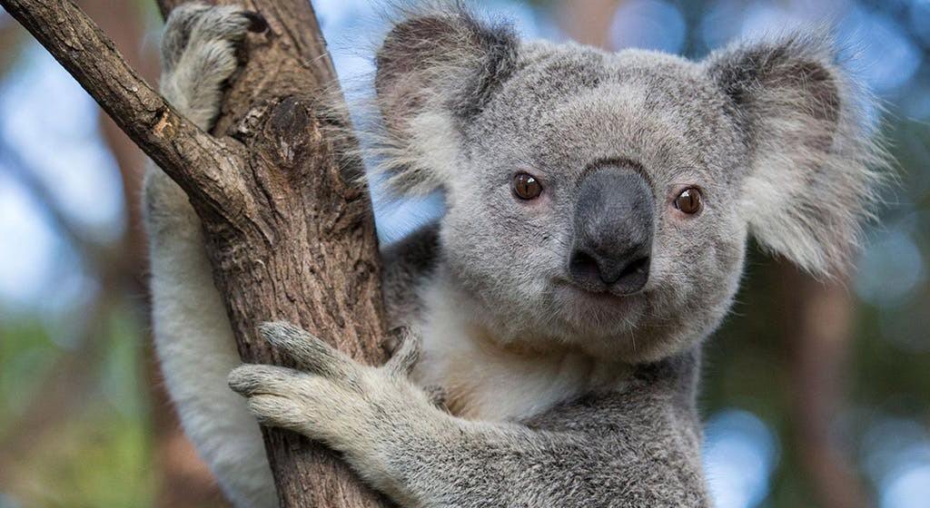 Quand un motard aide un Koala à traverser la route