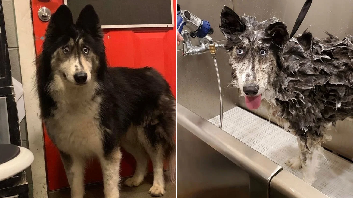 Abandonné à cause de son drôle de regard, ce husky a enfin trouvé une famille