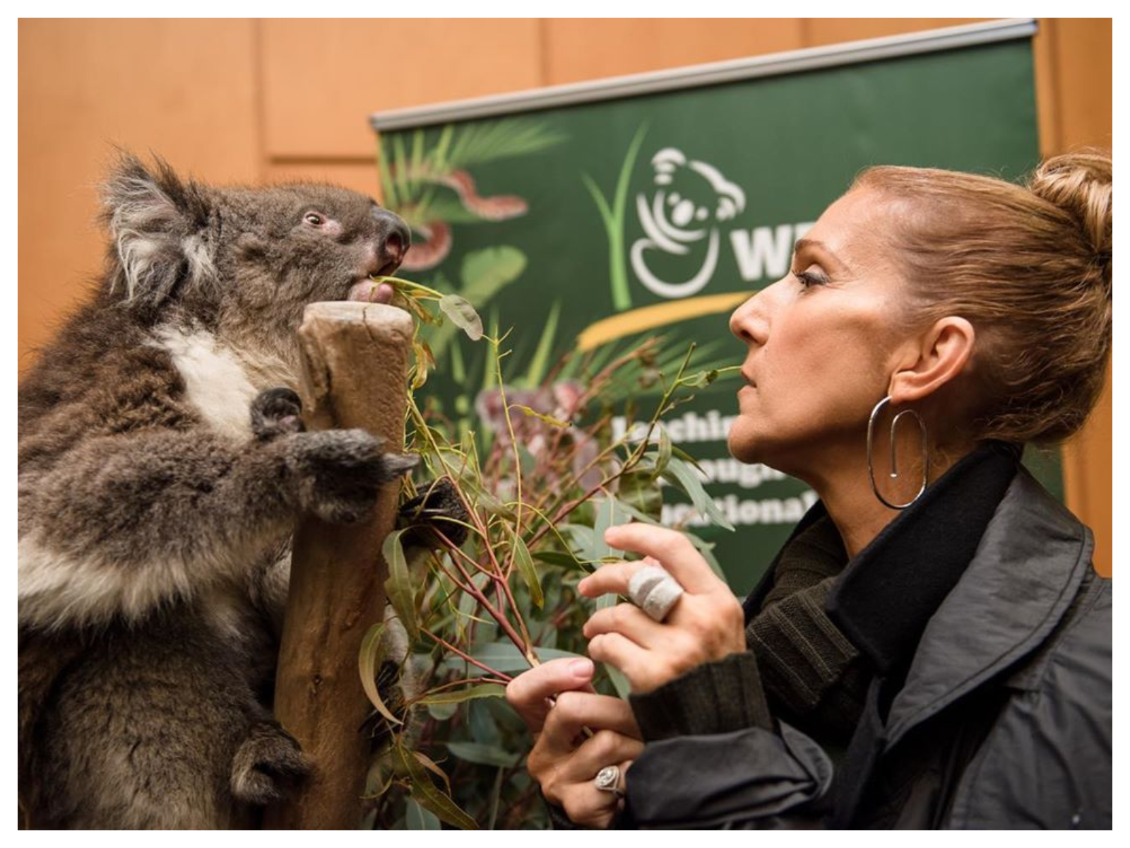 Céline Dion dévastée par les incendies en Australie : elle se mobilise !