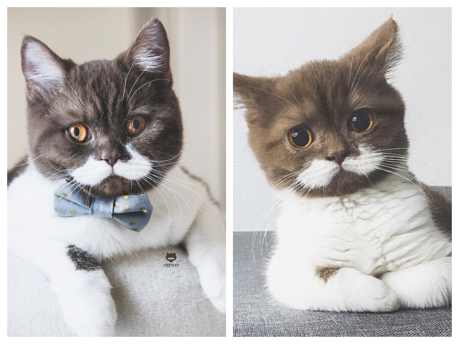 Cute : ce chat est devenu une célébrité grâce à... sa moustache !