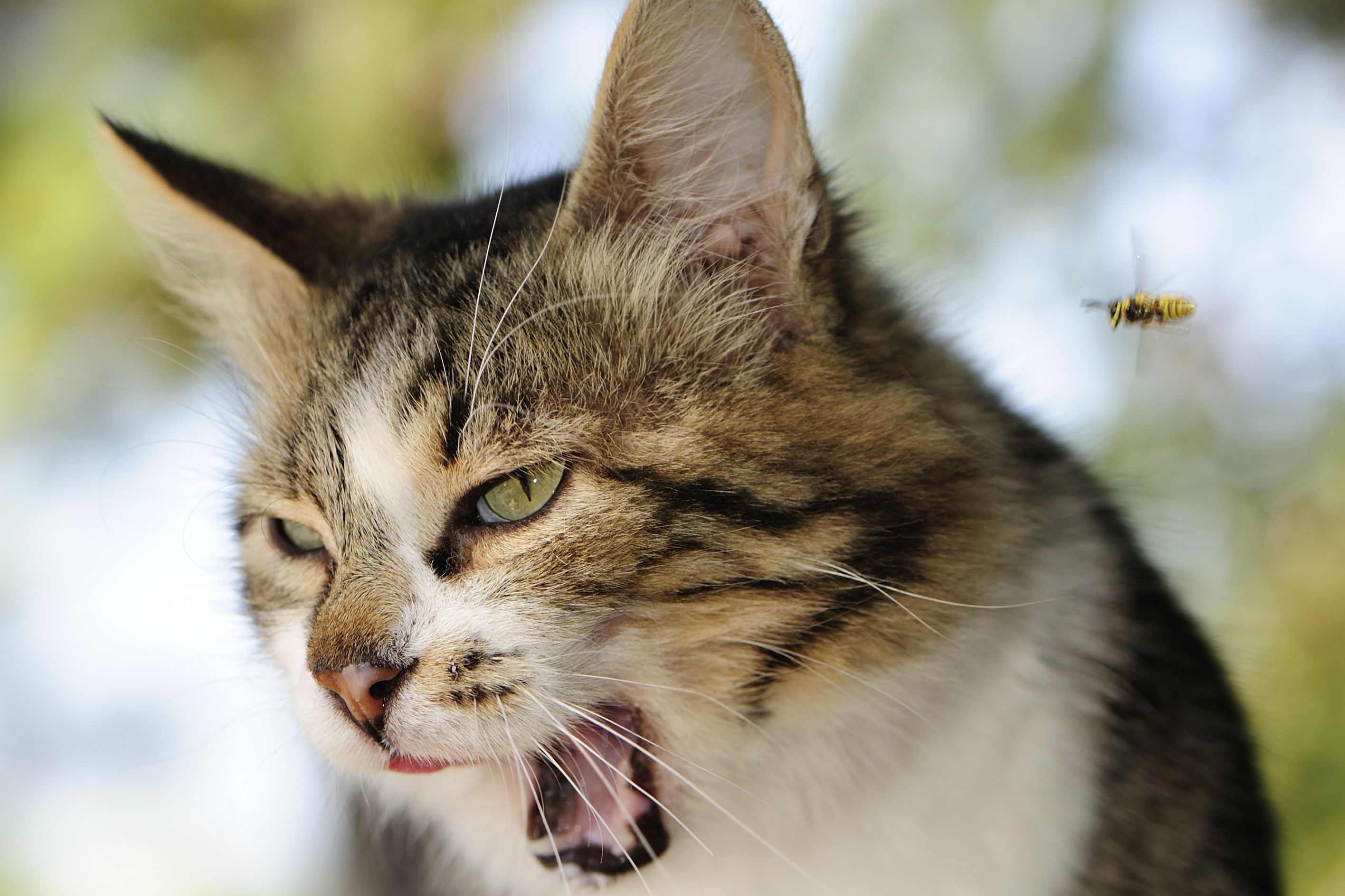 Russie : Son chat l'empêche de sortir de sa cuisine pendant deux jours !