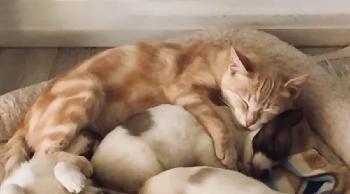 Trop mignon : Une chatte adopte quatre petits chiots