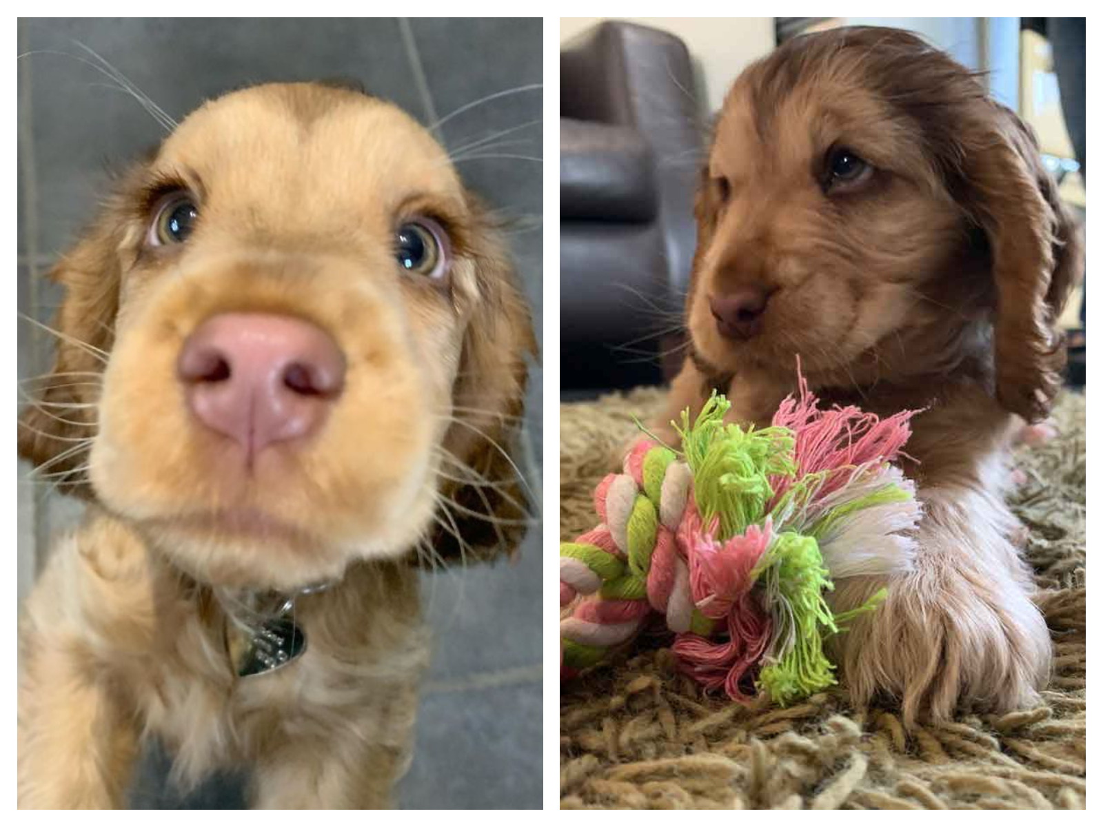 Avec sa gueule d'ange, ce Cocker Spaniel fait craquer Internet