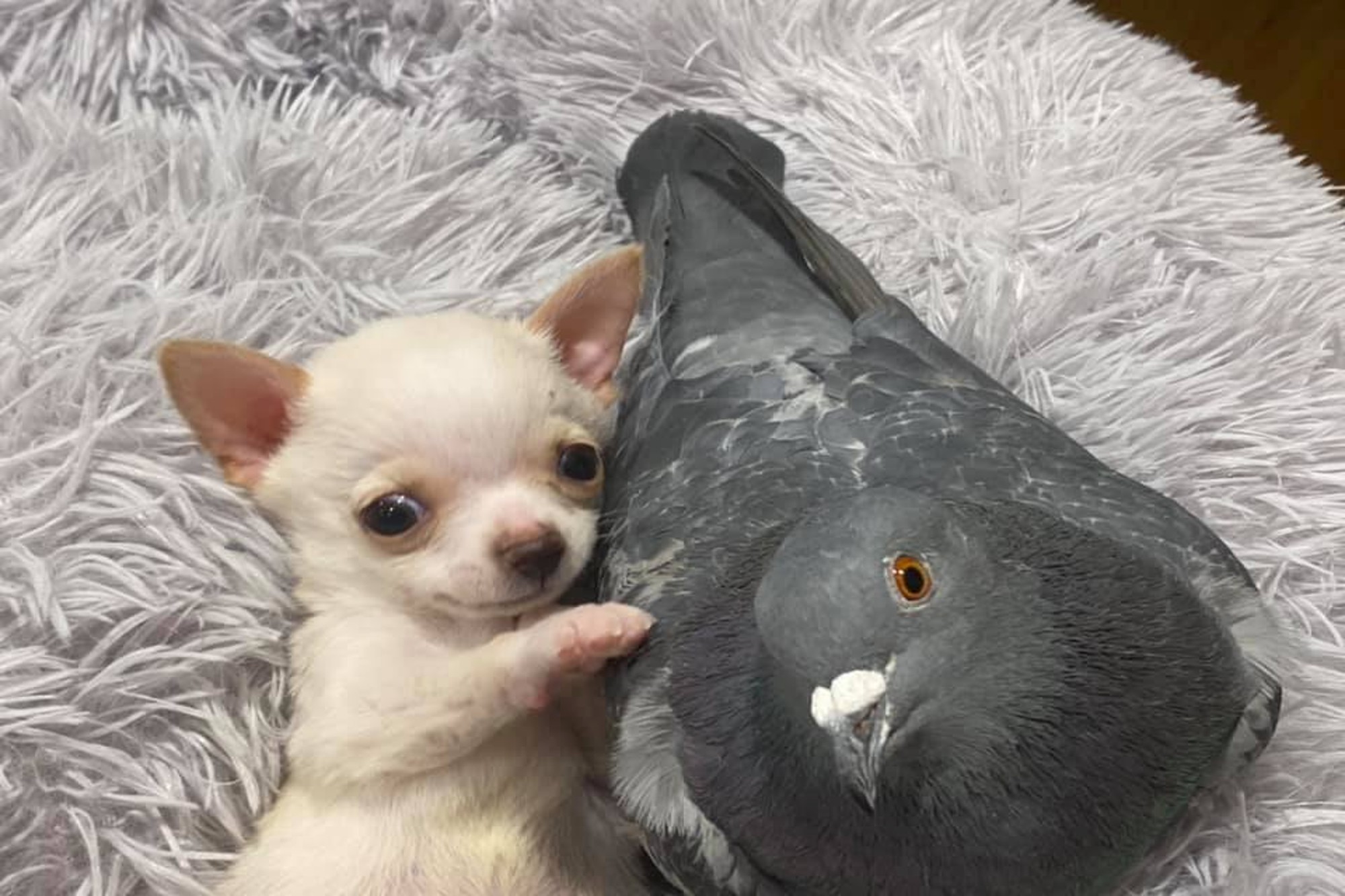 Ce pigeon et ce chihuahua forment un couple particulièrement étrange