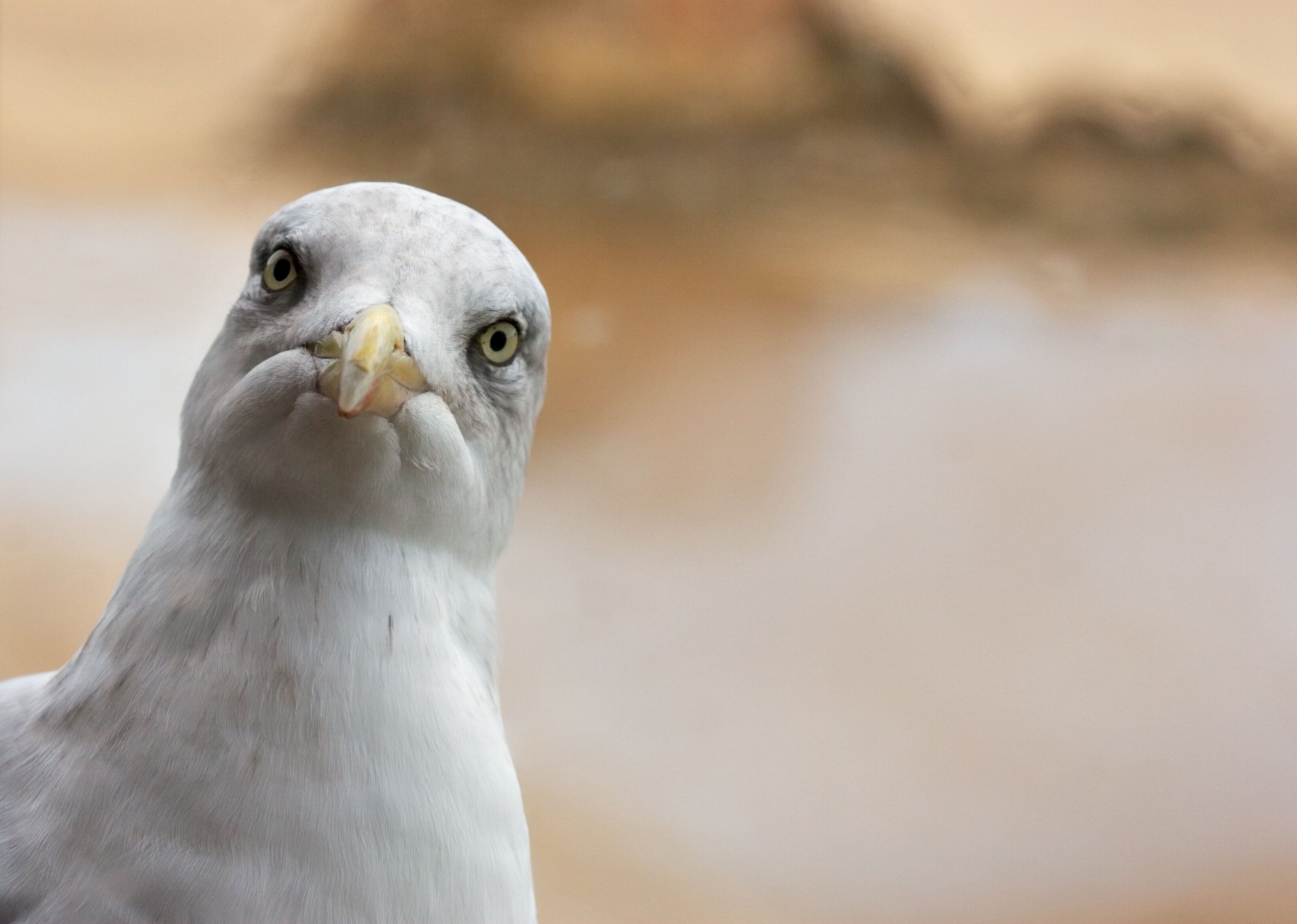 Cette jeune femme de 21 ans est championne du monde du... cri de la mouette