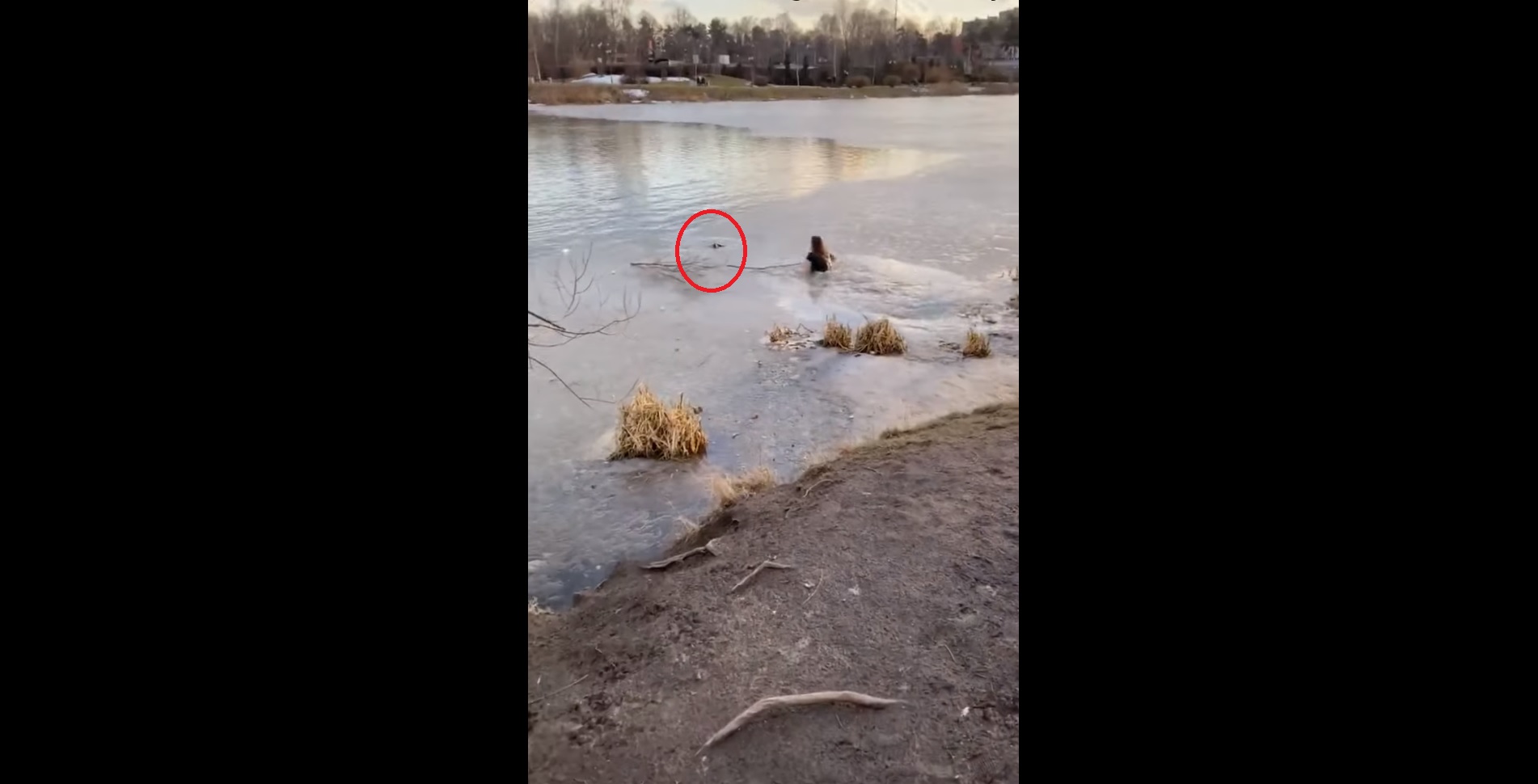 Elle saute sans hésitation dans un lac gelé pour sauver son chien