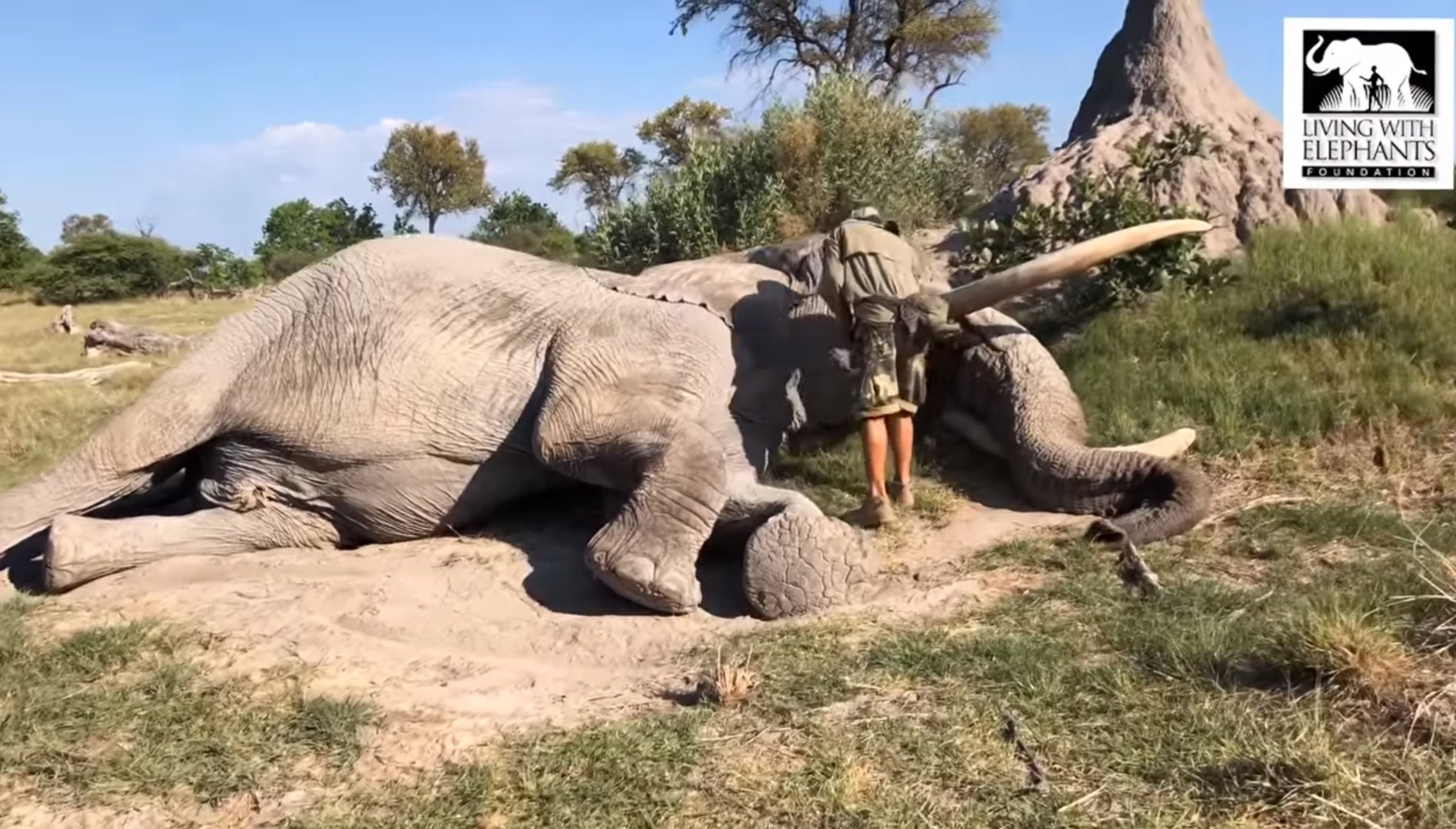 Incroyable ! Un éléphant vient de lui-même se faire soigner