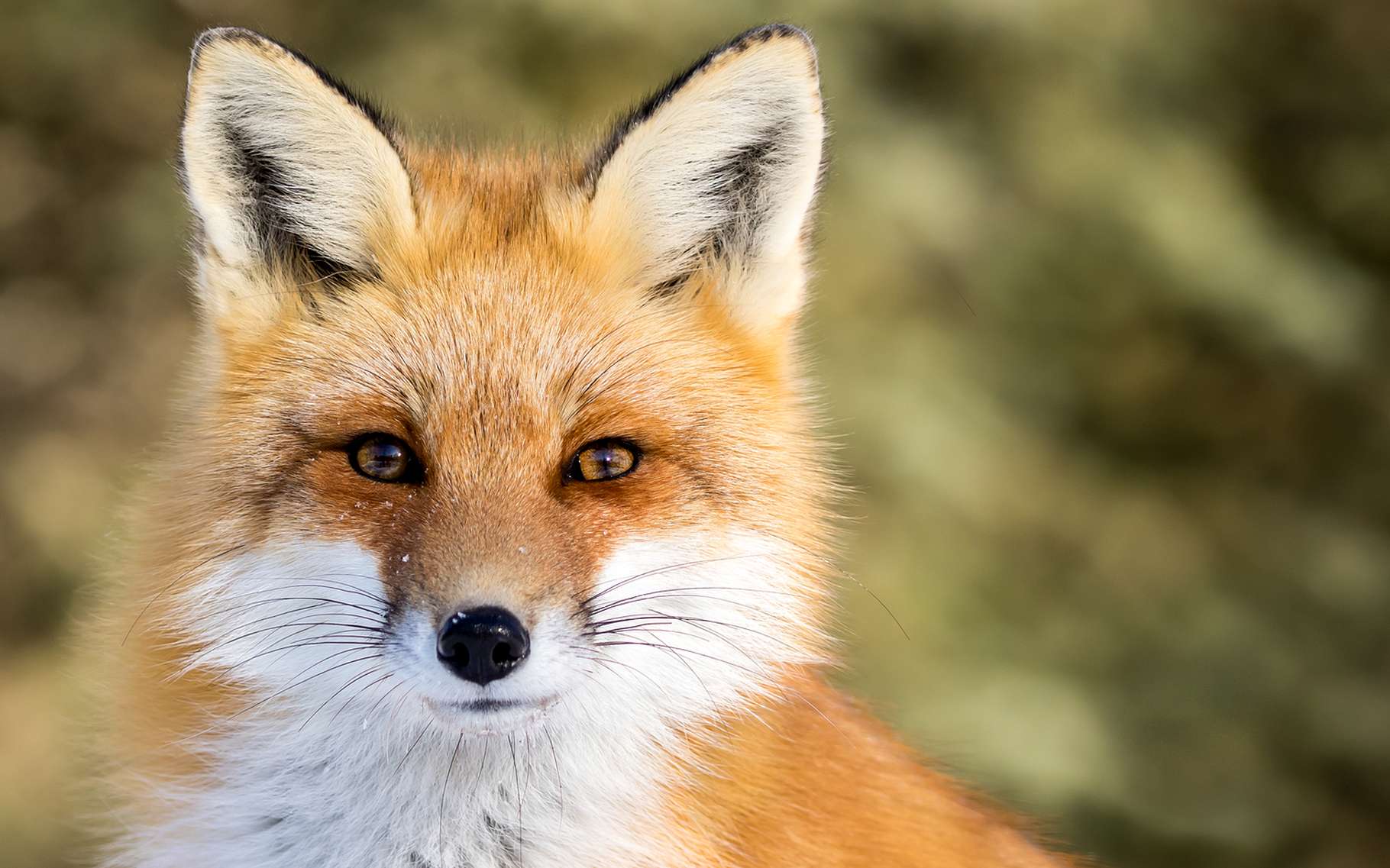 Royaume-Uni : la police forcée d'intervenir au Parlement à cause d'un... Renard !