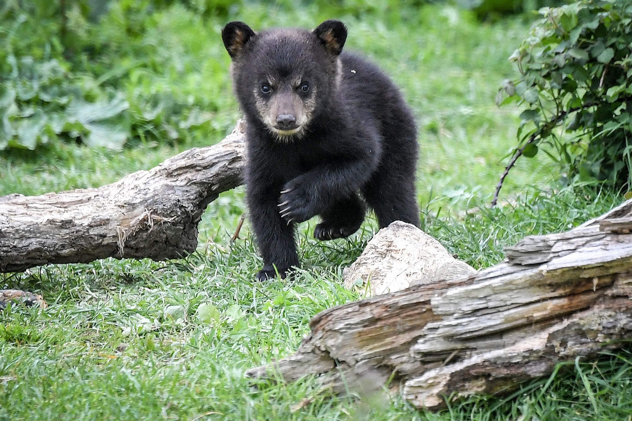 Russie : un chien sauve un ourson abandonné