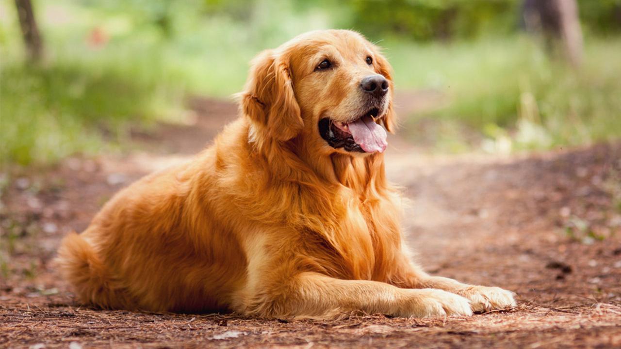 Un golden retriever jaloux, fait tout pour récupérer sa place