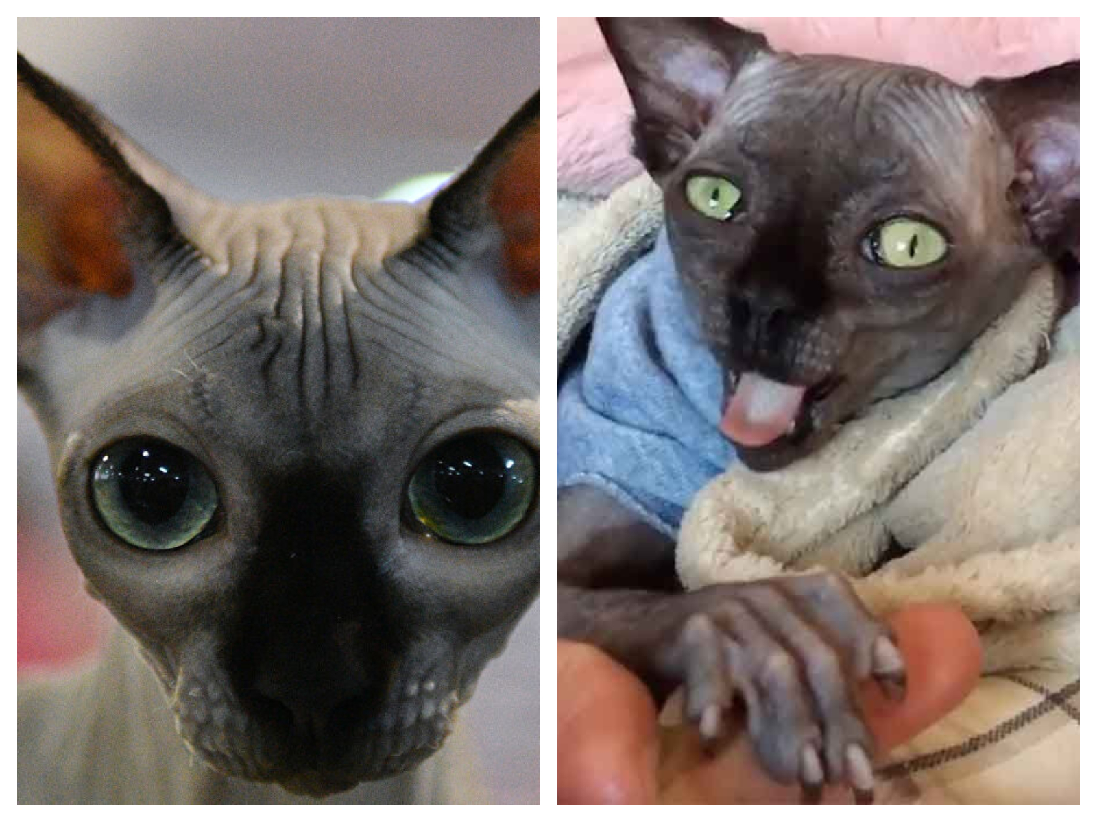 Ce chat sphynx est devenu célèbre... en raison d'une difformité