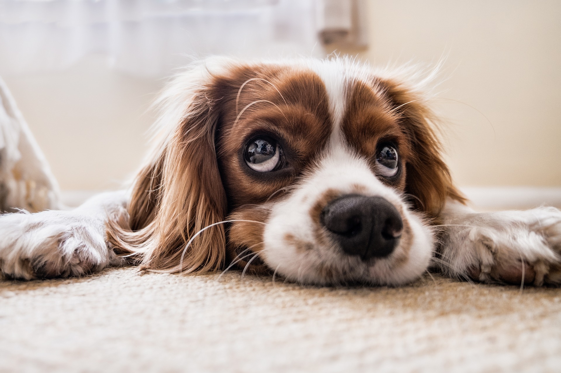 Ce chien qui baigne dans du sang a affolé son maître !