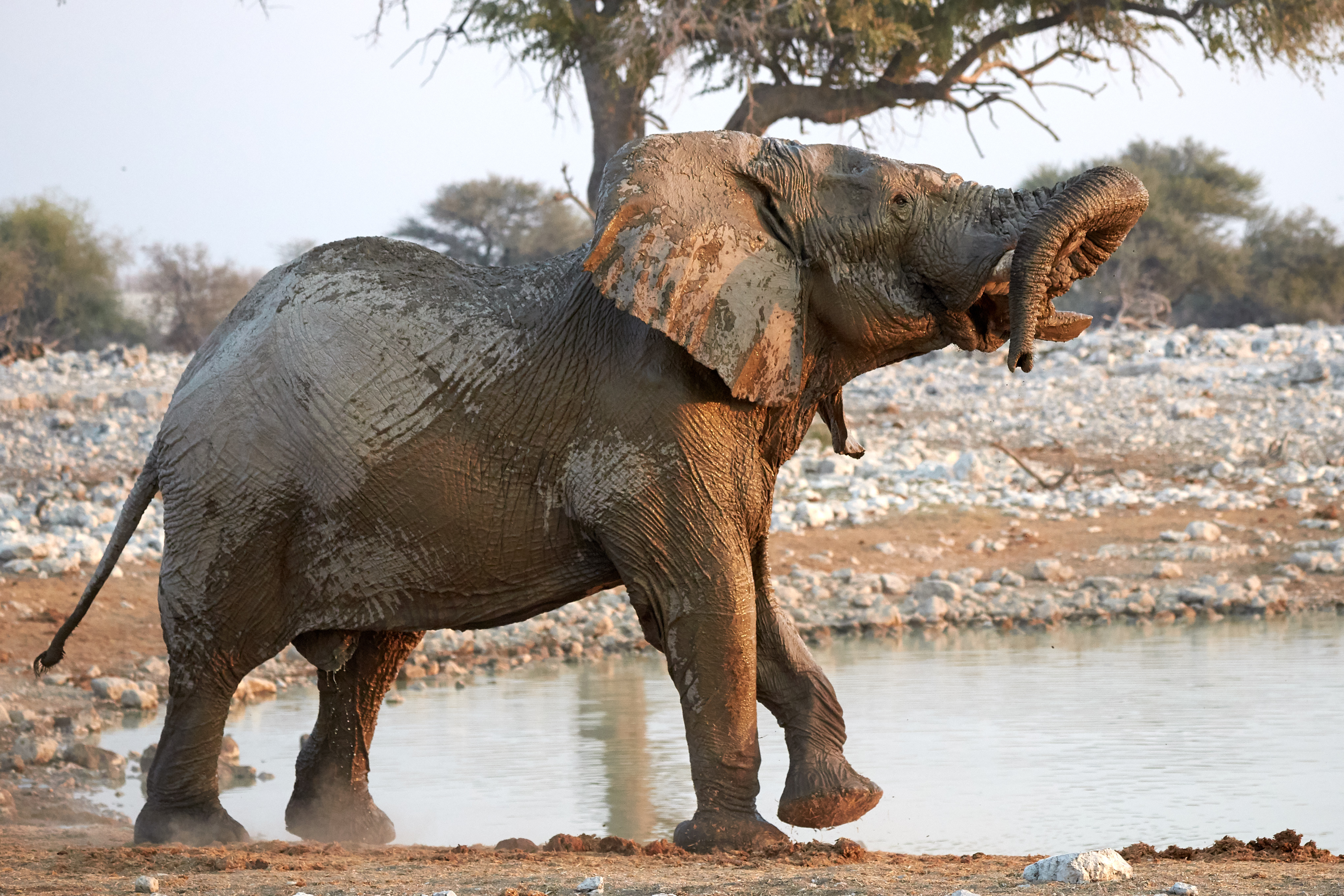 Cet éléphant malade a une réaction incroyable