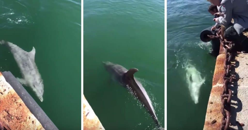 Confinement : Les dauphins sont de retour dans les ports de Sardaigne