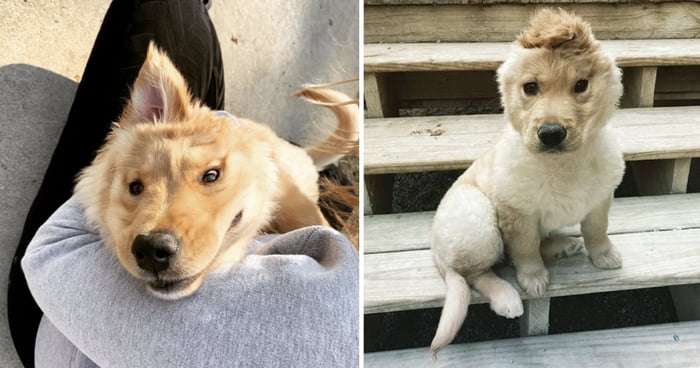 Cute : ce chiot a une seule oreille au milieu du front