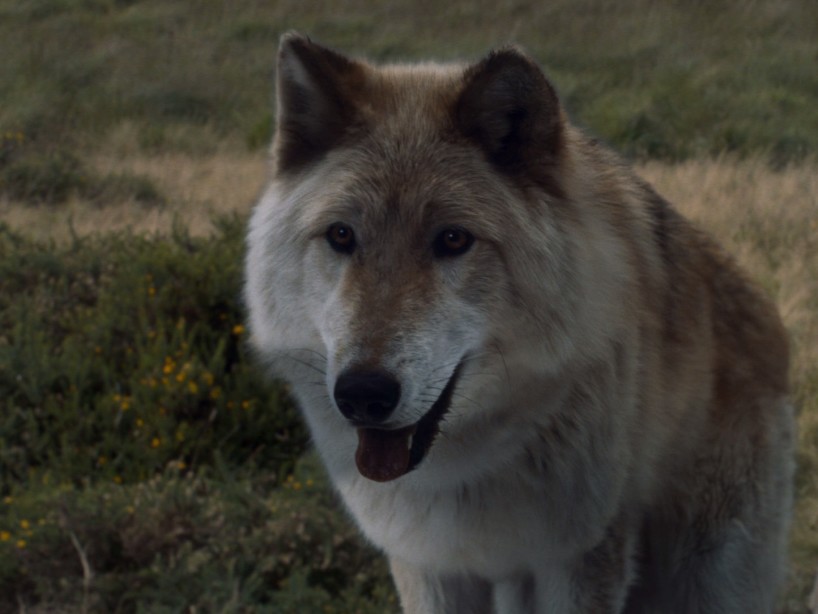 Game of Thrones : Summer, le chien-loup de Bran Stark, est mort