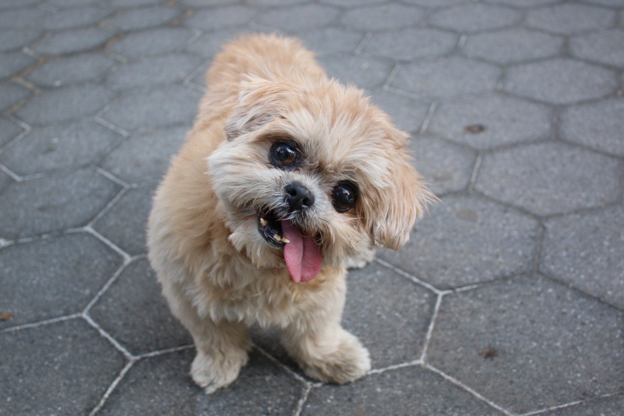 Marnie, la Shih Tzu reine d'Instagram est morte