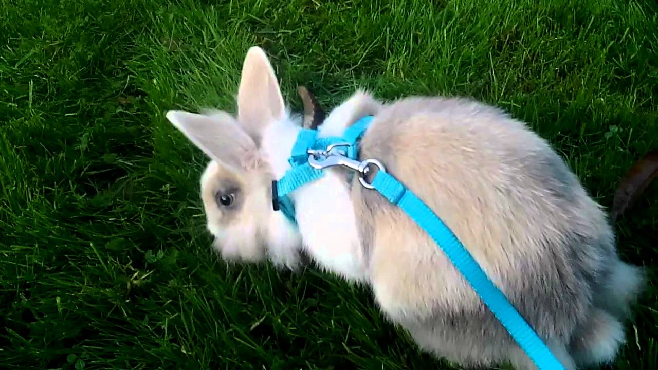 Un couple promène un lapin en laisse et écope d’une lourde amende