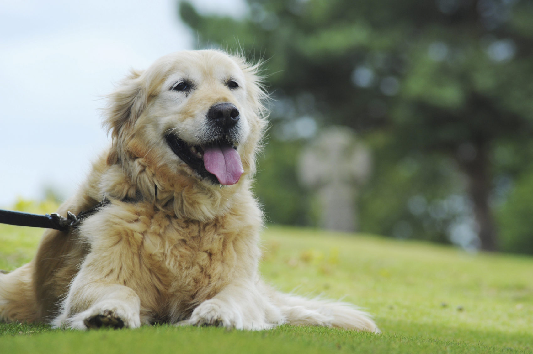 Adorable : Ce chien a appris à mettre un masque... tout seul !