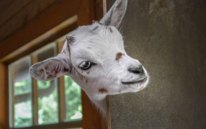 Rare anomalie : Janus le chevreau est né avec… deux têtes