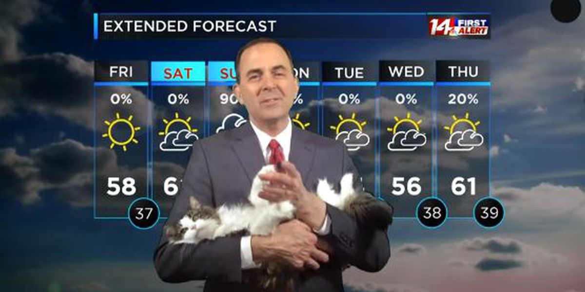 Télétravail : Un présentateur météo interrompu en plein direct… par son chat !