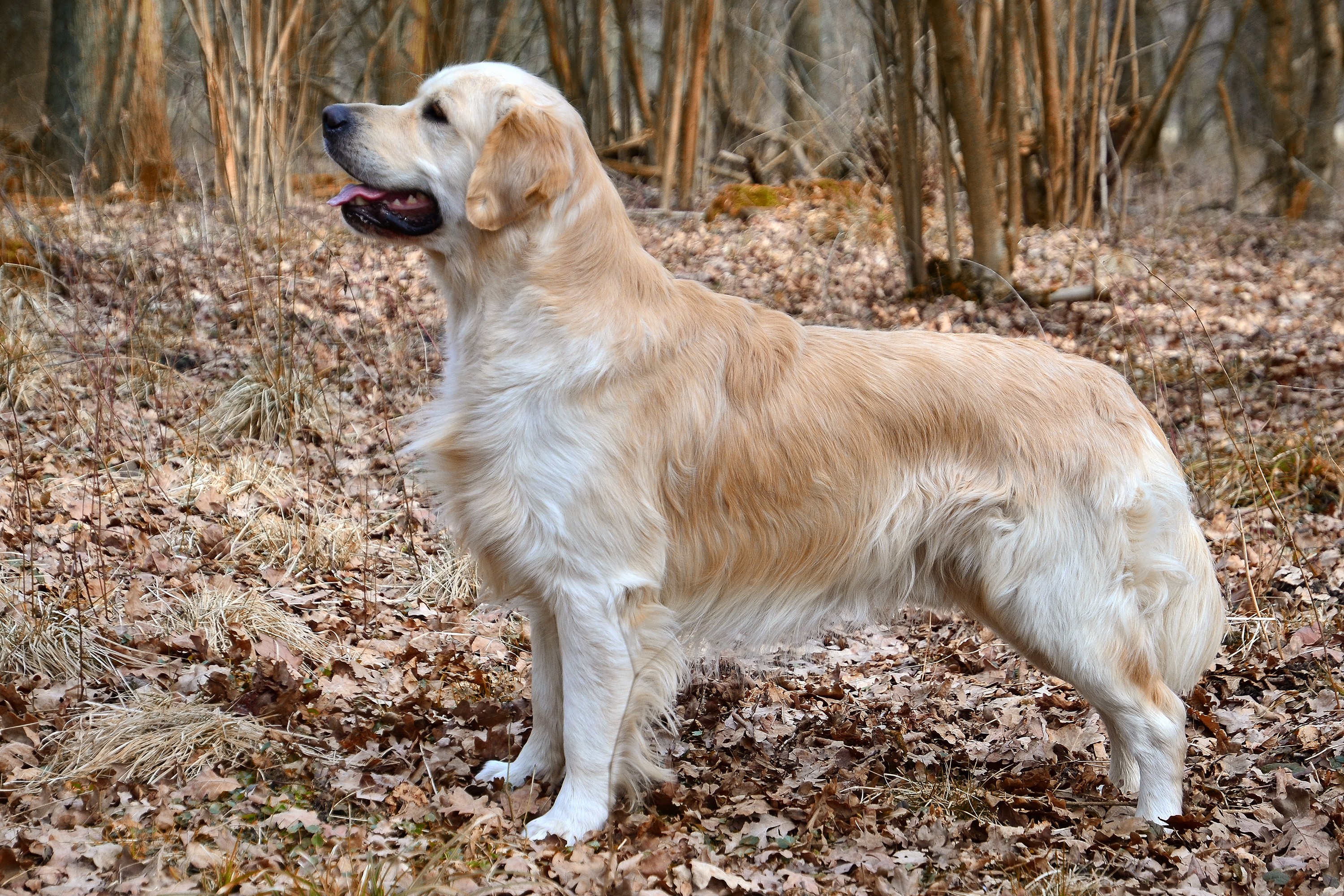 Un météorologue interrompu en plein direct par son chien... qui lui réclame un câlin !