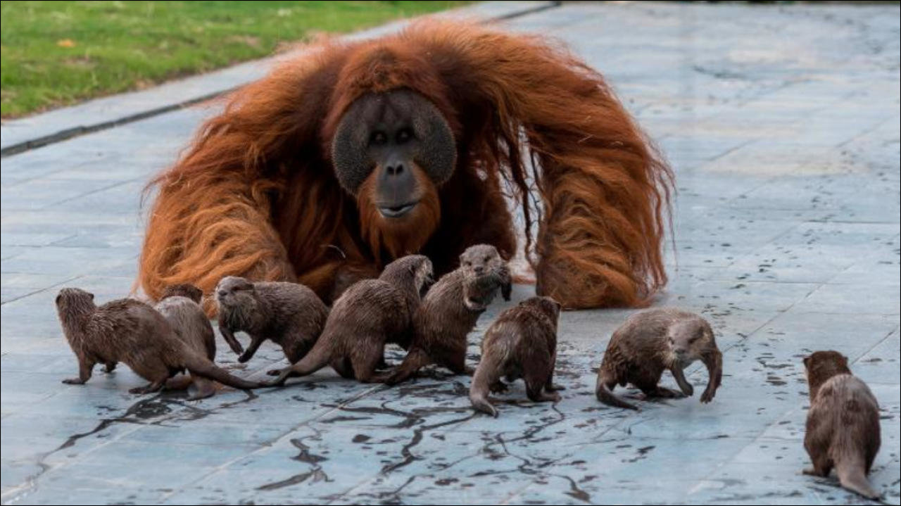 Zoo Pairi Daiza : Des orangs-outans deviennent amis avec des loutres