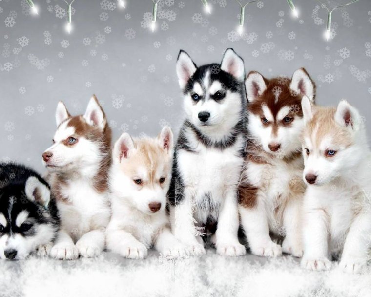 Ce husky veut hurler comme... un loup !