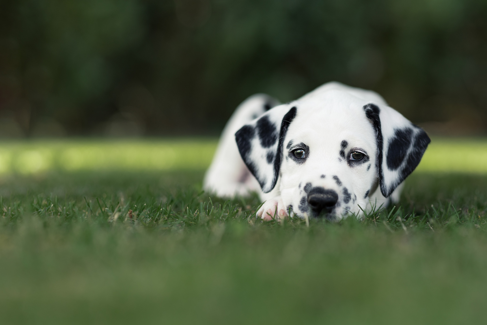 Ce Japonais pensait adopter un chiot, il a eu une drôle de surprise