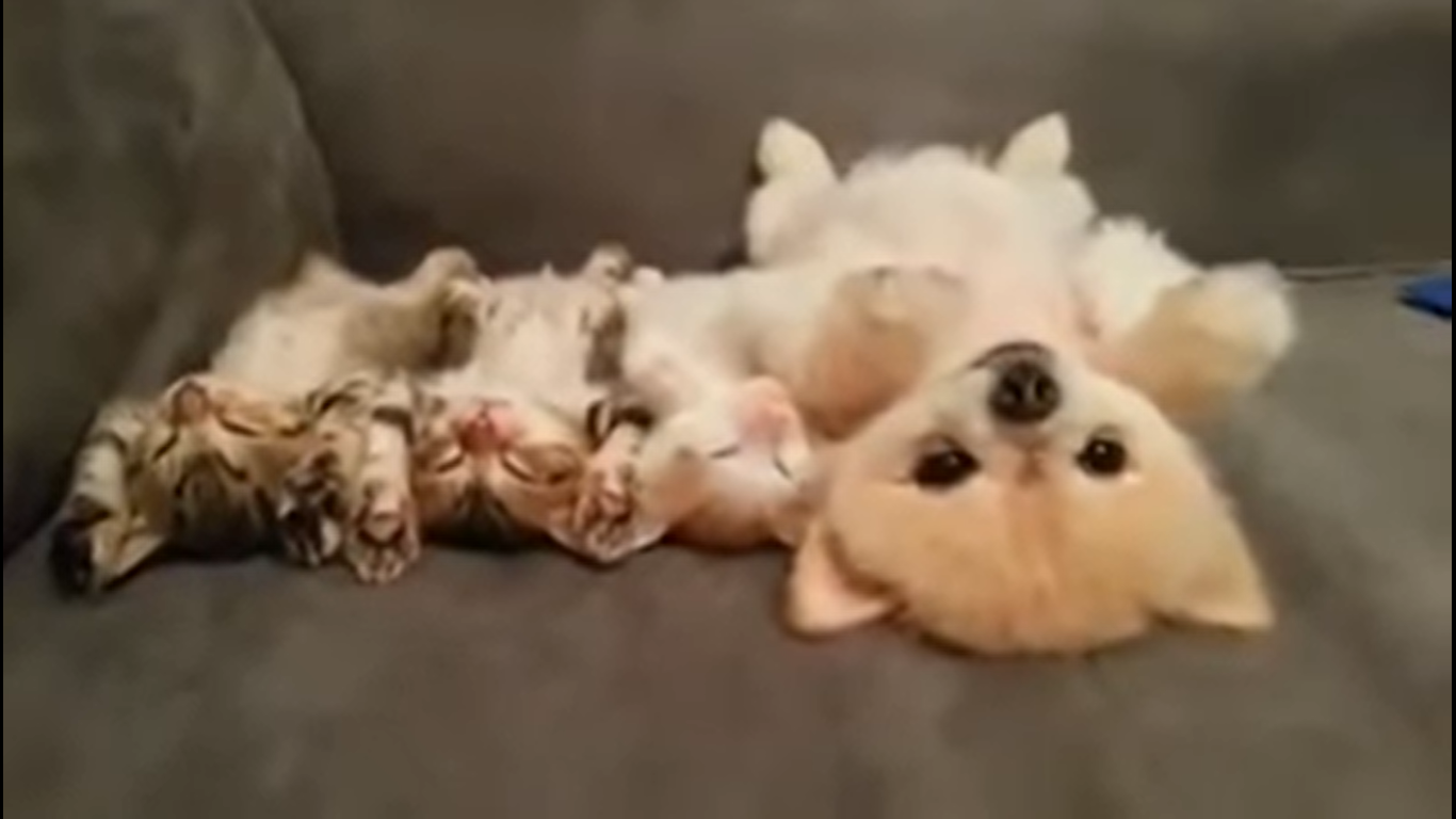 100% Cute : Un chiot et trois chatons font une adorable sieste