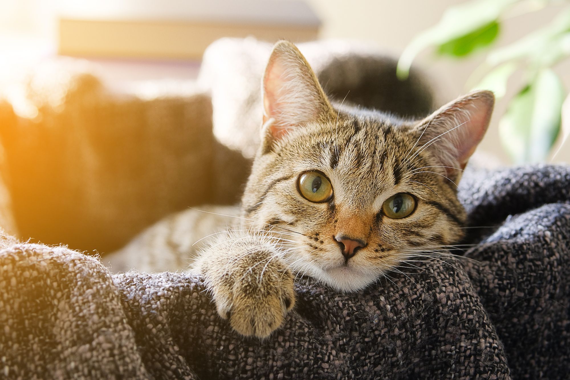 Elle pensait avoir adopté un chat, mais la réalité est bien différente !