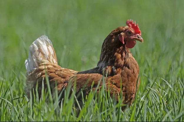 La police de Louisiane recherche activement… un poulet