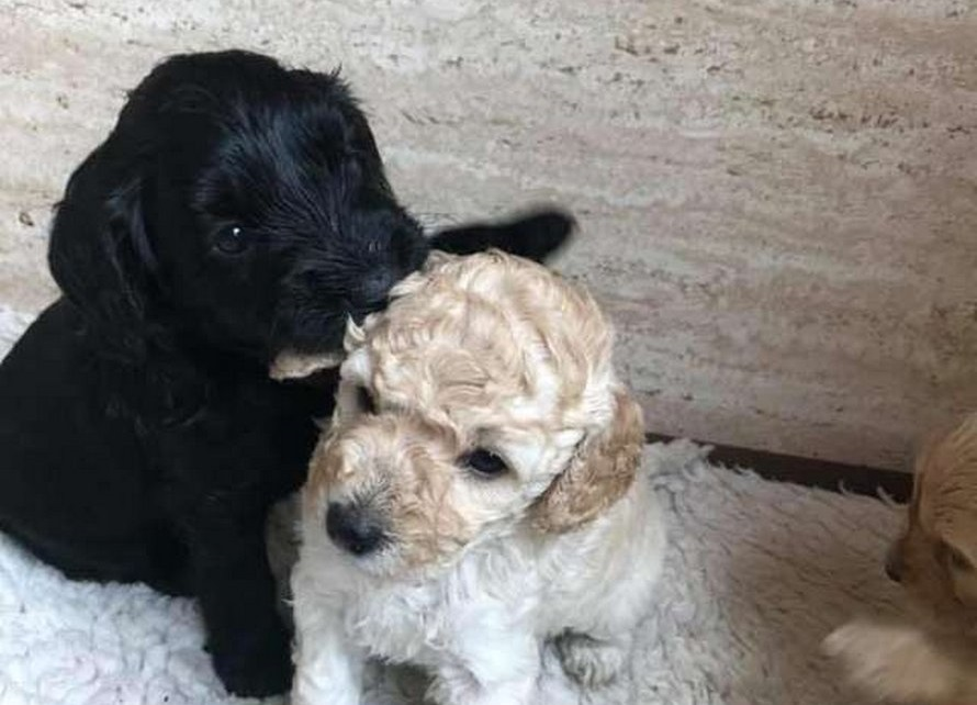 Les retrouvailles de ces deux chiens séparés à la naissance ont ému la toile