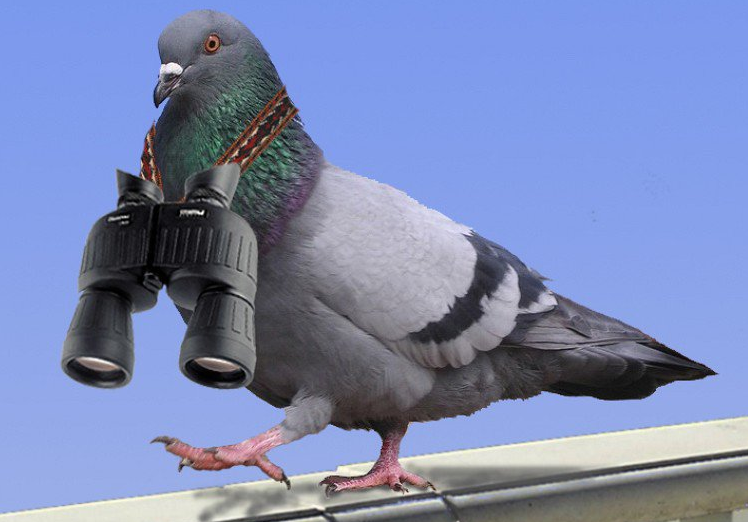 Soupçonné d'espionnage, un pigeon a été placé en détention