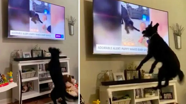 Cute : La réaction très drôle de ce chien en se reconnaissant à la télé !