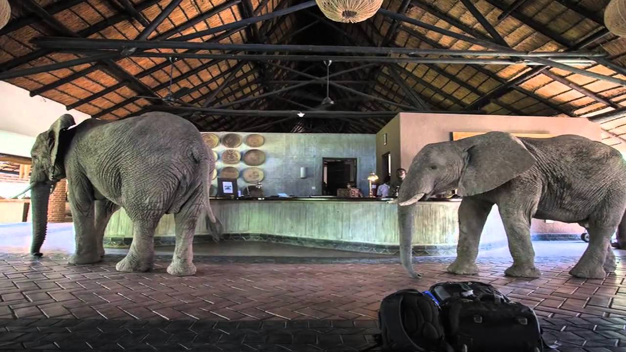 Un éléphant passe à l'hôtel pour manger son fruit favori