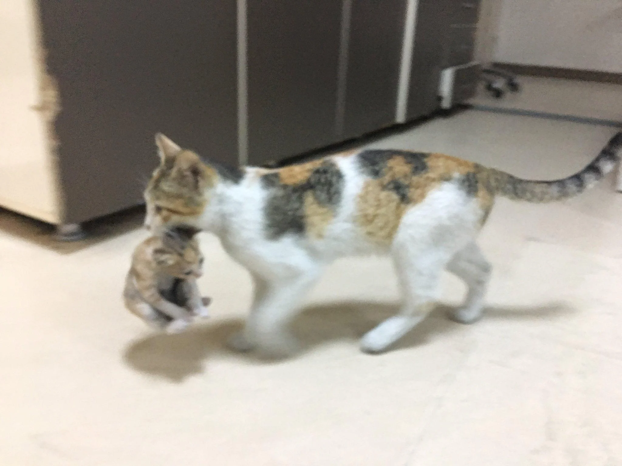 Une maman chat emmène son chaton à l’hôpital pour le faire soigner