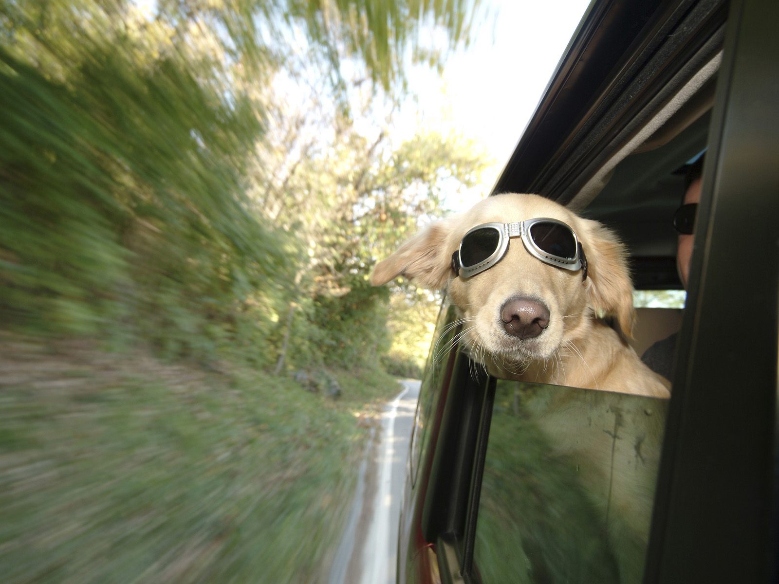 Appelée pour venir en aide à un chien, la police a eu une drôle de surprise !