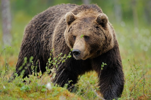 Attaquée par un ours, elle survit grâce à son ordinateur portable