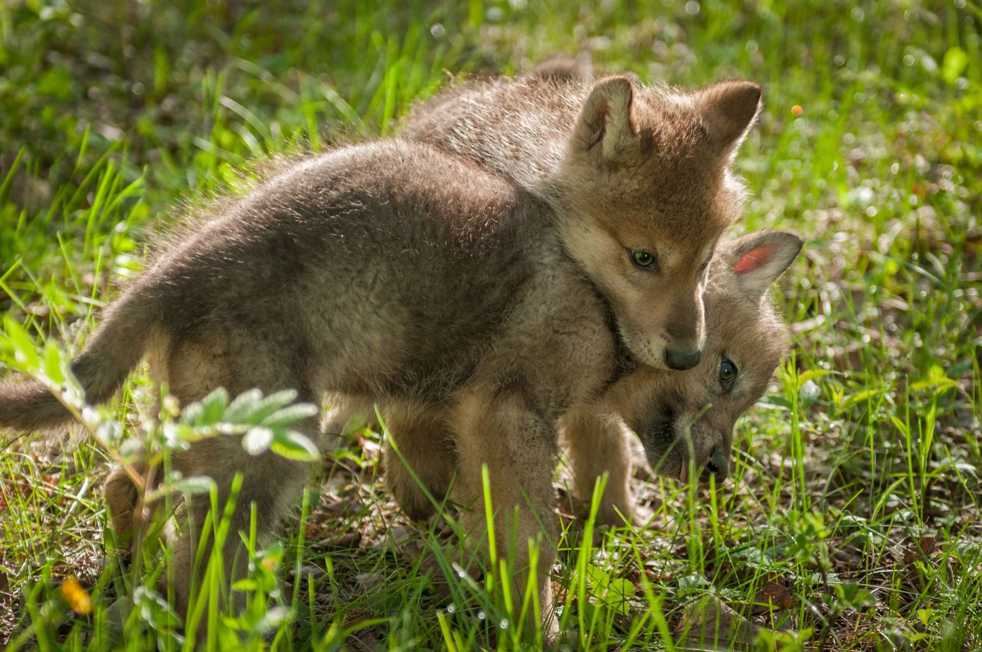 Ce louveteau essaie d'imiter ses parents et c'est adorable